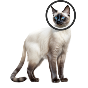 cat1