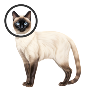 cat3