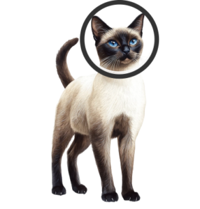 cat4